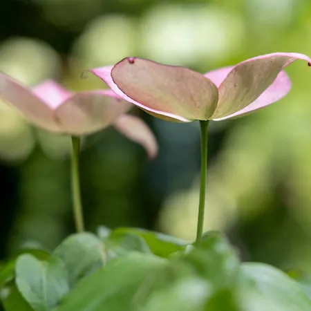 Luxuszelt Roulotte Immersive Au Jardin De Niargoutte Plaine