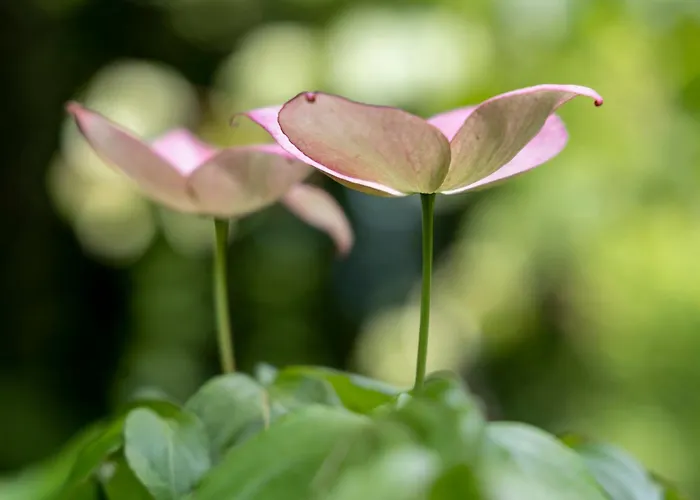 Luxuszelt Roulotte Immersive Au Jardin De Niargoutte Plaine