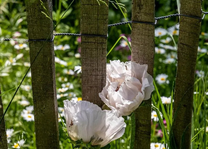 Roulotte Immersive Au Jardin De Niargoutte * Plaine